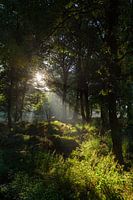 Zonnestraal