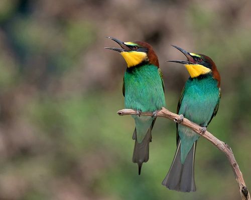 Bee-eaters