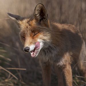 Fuchs leckt sich sauber von Jolanda Aalbers