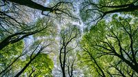 De bomen door het bos van Ronald De Neve thumbnail