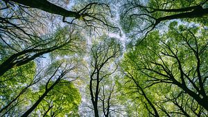 Les arbres à travers la forêt
