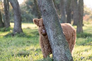 Peekaboo !! sur As Janson