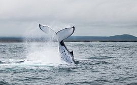 Humpback by Niels van Fessem