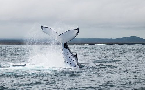 Humpback