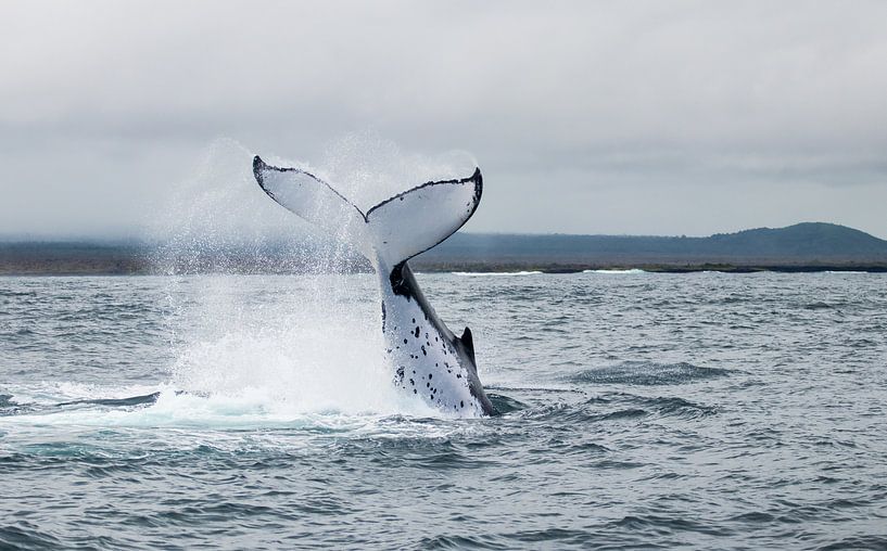 Humpback von Niels van Fessem