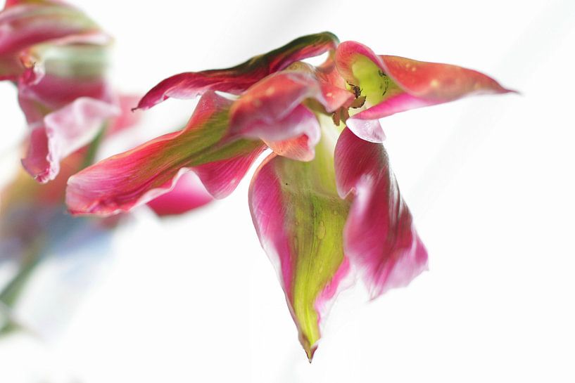 Tulip by Marianna Pobedimova