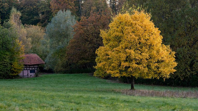 Ahorn von Uwe Ulrich Grün