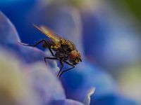Fliege auf Hortensie