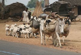 Sheep in the Bag by Ron Dijkstra