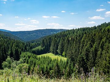 Vue sur la forêt de Thuringe en Allemagne sur Animaflora PicsStock