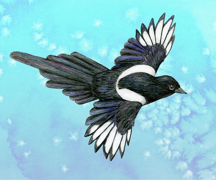 Vliegende ekster potlood tekening van Bianca Wisseloo