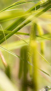 Carex pseudocyperus, image de rêve sur Ankie Kooi