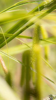 Carex pseudocyperus, verträumtes Bild
