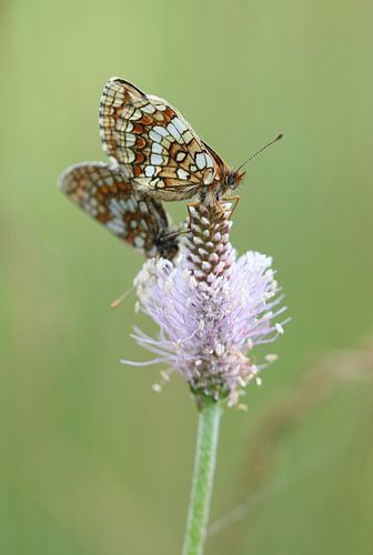 Kwartelkorenvlinder I - Melitaea athalia