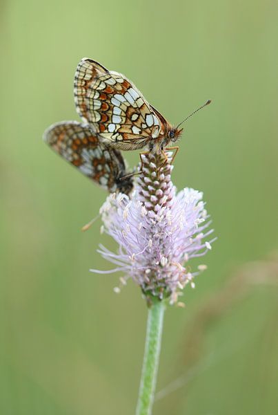 Quail Wheat Butterfly I - Melitaea athalia by Iris Volkmar