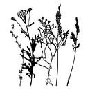 Botanische Illustration mit Pflanzen, Wildblumen und Gräsern 9. von Dina Dankers Miniaturansicht