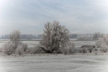 Besneeuwde boom in mooi winters landschap met blauwe lucht van Patrick Verhoef