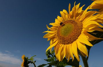 Sonnenblumen im Sommer von Ulrike Leone