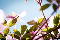 Clematis Summer