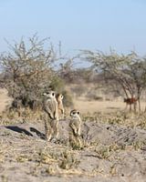 Meerkats in the Kalahari desert