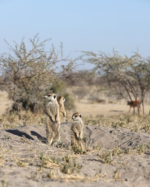 Erdmännchen in der Kalahari-Wüste von Etienne Oldeman
