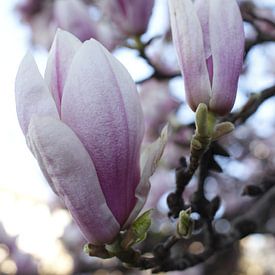 Weiß-Rosa Magnolienblüte im Detail von Martin Flechsig