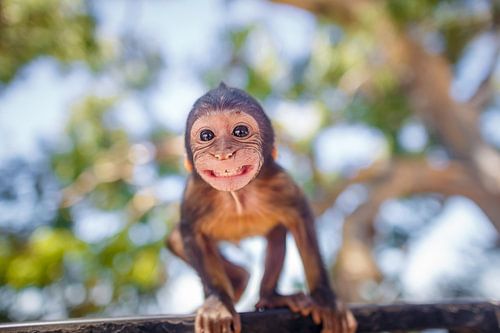Berber aapje Gibraltar