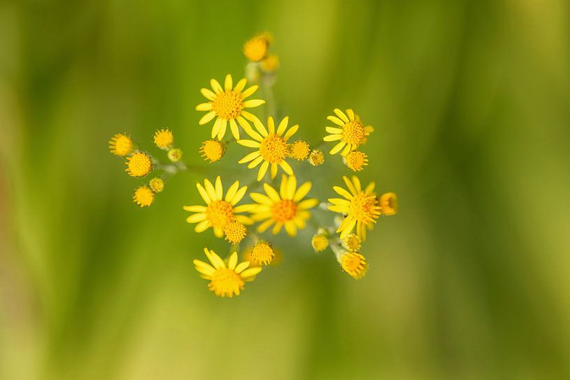 Kruiskruid van FotoSynthese