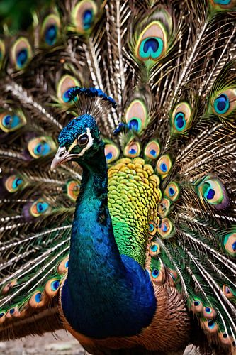 Kleurrijke pauw met prachtige verenpracht