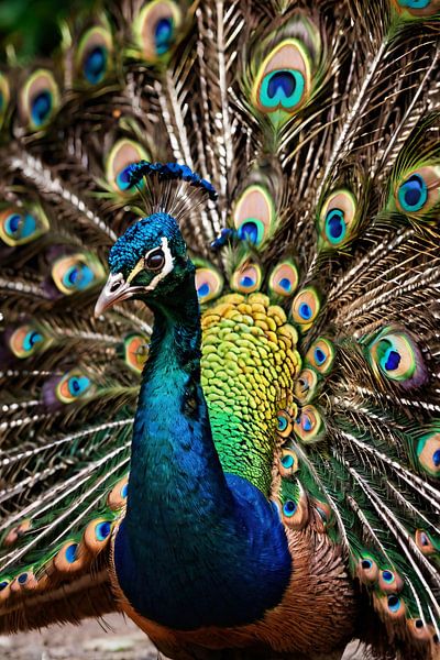 Paon coloré avec de belles plumes par Art & Soul Creations