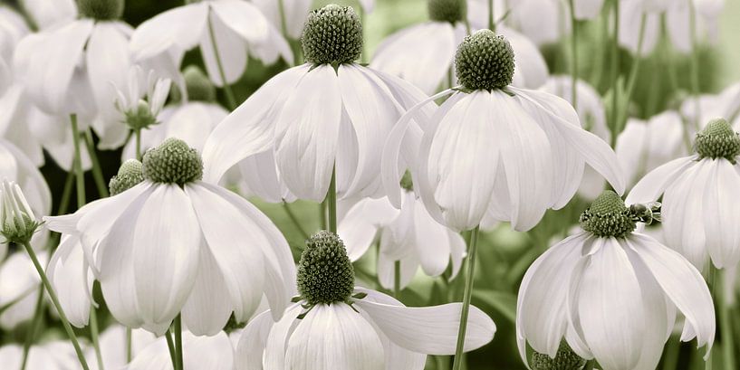 bloemenweide van Violetta Honkisz