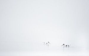 avocettes dans le brouillard