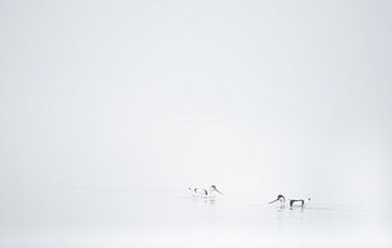 avocettes dans le brouillard sur Danny Slijfer Natuurfotografie