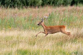 Reh (Capreolus capreolus) von Dirk Rüter
