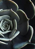 DARKSIDE OF SUCCULENTS XVI-B
