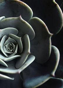 DARKSIDE OF SUCCULENTS XVI-B
