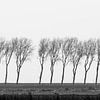Bomen op dijk Middelharmis van Cobi de Jong