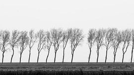 Bomen op dijk Middelharmis