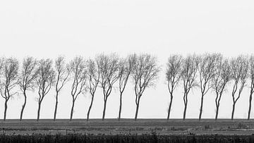 Row of trees by Cobi de Jong