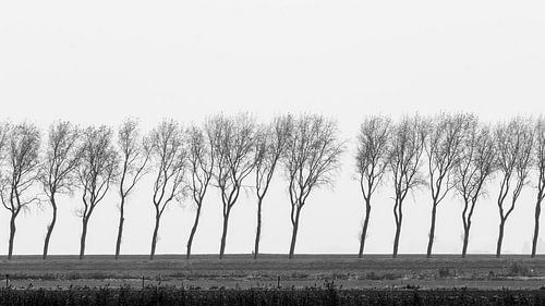 Bomen op dijk Middelharmis