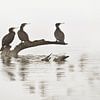 Cormorans sur Remco loeffen