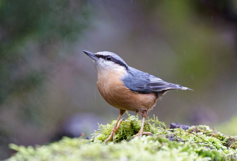 Boomklever in de regen van Roos Piek