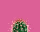 Cactus / Green prickly cactus on a pink background par Elles Rijsdijk Aperçu