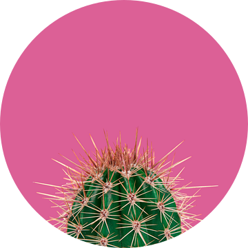Cactus / Green prickly cactus on a pink background van Elles Rijsdijk