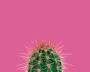 Cactus / Green prickly cactus on a pink background von Elles Rijsdijk