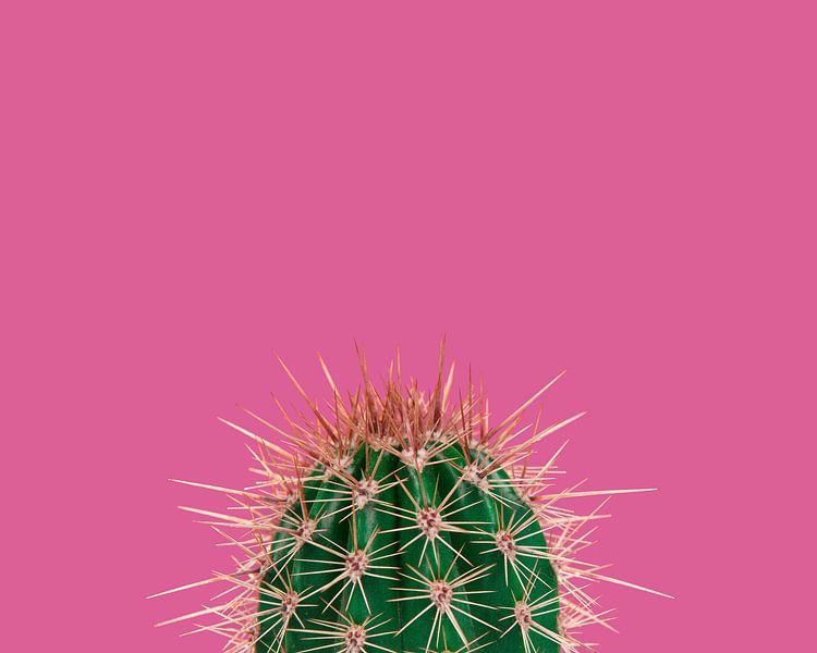 Cactus / Green prickly cactus on a pink background par Elles Rijsdijk
