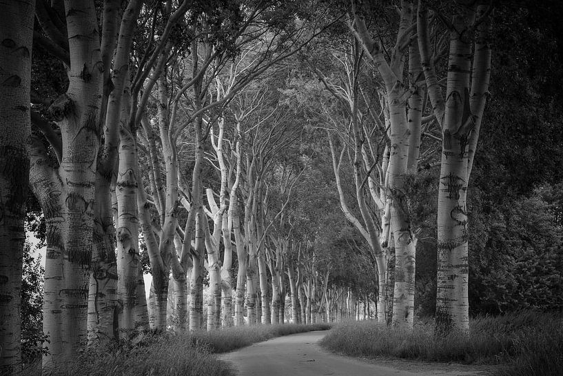 Berkenlaantje van Monique Verlouw