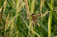 Libelle in Ruhe von Rianne Fotografeert Miniaturansicht