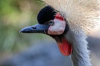Zwarte kroonkraan by Mark Lenoire thumbnail