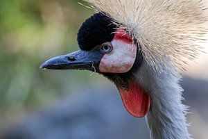 Zwarte kroonkraan sur Mark Lenoire